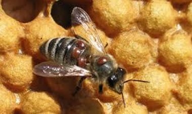 Varroa  Hastalığı  Nedir ve Nasıl  Mücadele Edilir ?