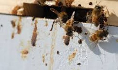 Nosema Hastalığı ve Tedavisi