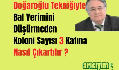 Doğaroğlu Tekniğiyle Bal  Verimini Düşürmeden Koloni Sayısını Üçe Katla