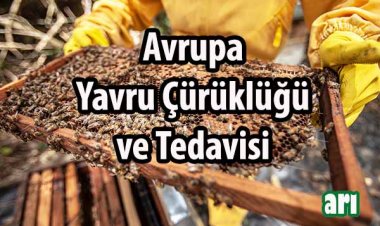 Arılarda Avrupa Yavru Çürüklüğü  Hastalığı ve Tedavisi