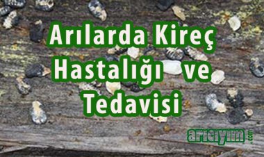 Arılarda Kireç Hastalığı ve Tedavisi