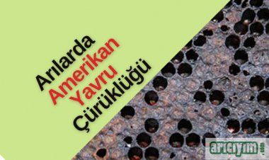Arılarda Amerikan Yavru Çürüklüğü Hastalığı ve Tedavisi