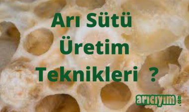 Arı Sütü Nasıl Üretilir ?
