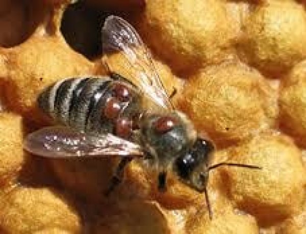 Varroa  Hastalığı  Nedir ve Nasıl  Mücadele Edilir ?