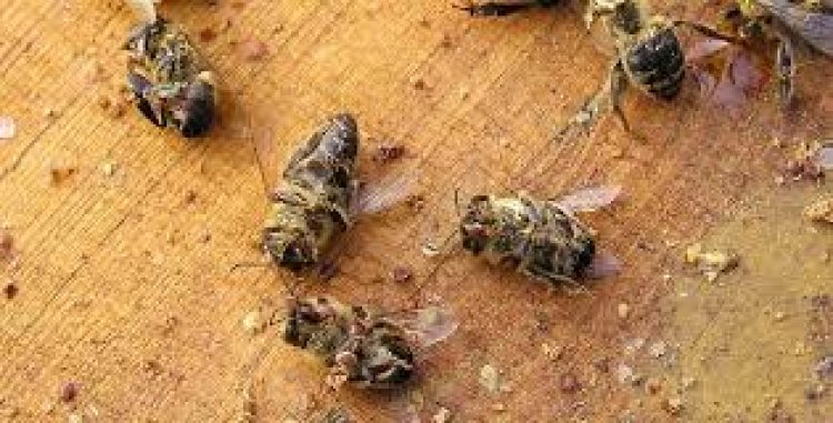 varroa arıya büyük zarar verir