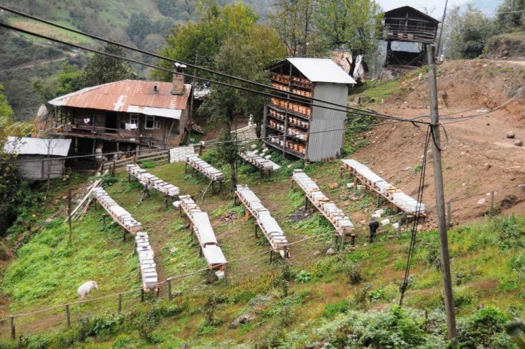 Artvin balı, borçka balı, artvin