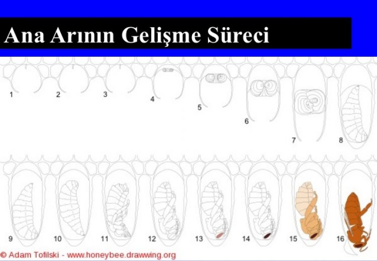 Ana arı gelişim süreci