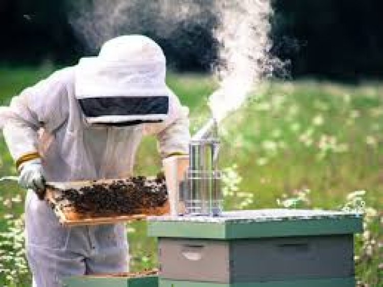 Arı bakımı, ana arı kontrolü