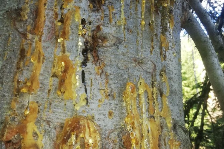 ağaç reçine propolis