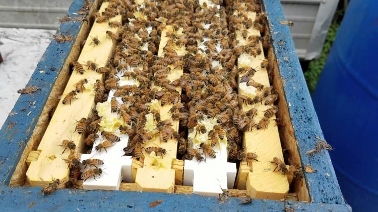 Arı sütü besleyici koloni