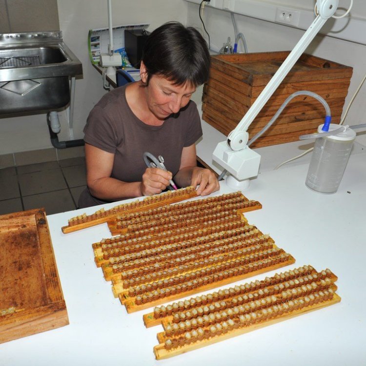 arı sütü nasıl üretilir