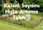Sunni Oğul Teknikleri ile Arı Çoğaltma