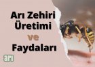 Arı Zehiri  Faydaları ve Üretimi