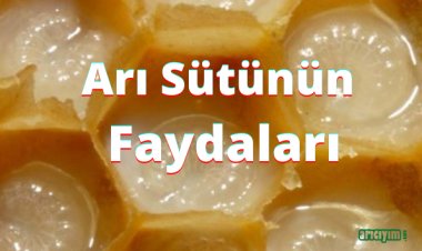 Arı Sütü  Nedir, Faydaları  Nelerdir?