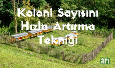 Sunni Oğul Teknikleri ile Arı Çoğaltma