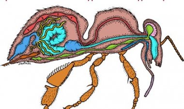 İşçi Bal Arısının  Anatomisi