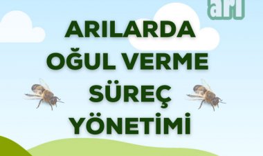 Arılarda Oğul Verme Süreç Yönetimi