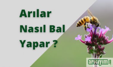 Arılar Nasıl Bal Yapar