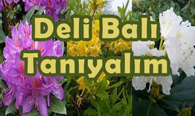 Deli Bal Nedir, Faydaları Nelerdir