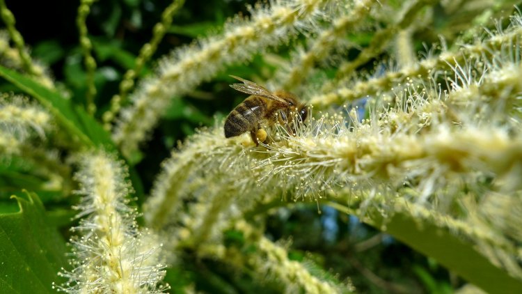 arılar bal yapma