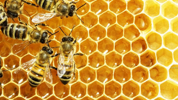 arılar bal işleme