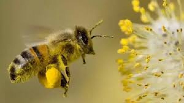 arılar polen