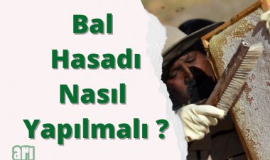 Bal Hasadı Nasıl Yapılır