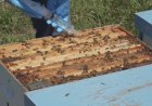 Varroa Mücadelesinde Oksalik  Asit Kullanımı