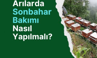 Arılarda Sonbahar Bakımı