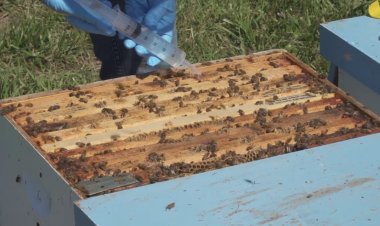 Varroa Mücadelesinde Oksalik  Asit Kullanımı