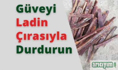 Ladin Çırasıyla Petek Güvesini Önleyin