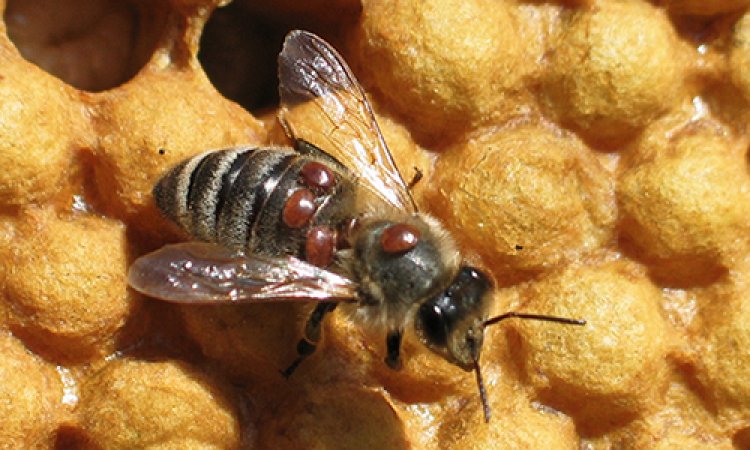 arılarda varroa hastalığı, varroa biti