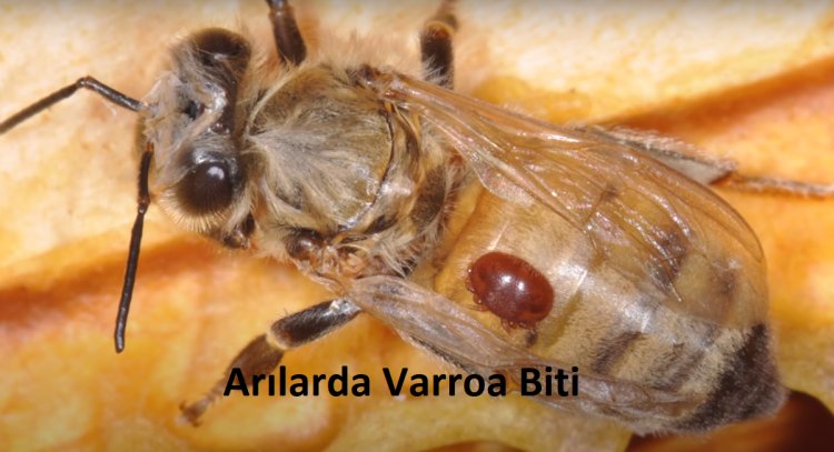 Arılarda varroa hastalığı