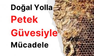 Petek Güvesiyle Doğal Yolla Nasıl Mücadele Edilir