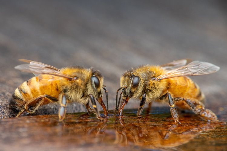İdeal Bir Arı Şurubu Nasıl Hazırlanır ?