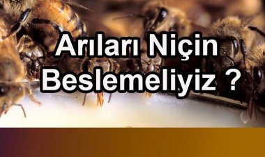 Arıları Niçin ve Nasıl Beslemeliyiz