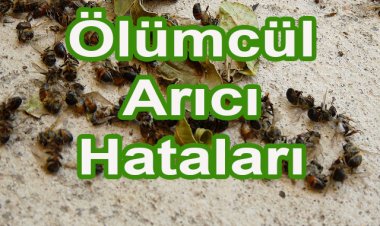 Arıcıların Yaptıkları Vahim Hatalar