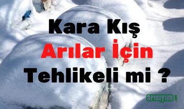 Kışın Arıcılık Nasıl Yapılır?