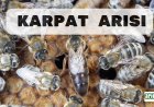Karpat Ana Arısı ve Karpat Arı Irkı Özellikleri