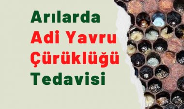 Arılarda Adi Yavru Çürüklüğü  Hastalığı ve Tedavisi
