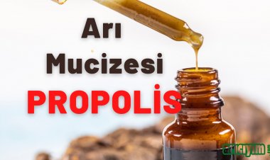 Propolis Nedir,  Faydaları Nelerdir ?