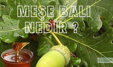 Meşe Balı  Nedir,  Faydaları Nelerdir ?