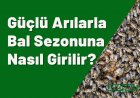Güçlü Arılar ile Bal Sezonuna Girmek için Püf Noktalar