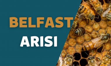 Belfast Arı Irkı Özellikleri