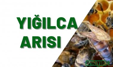 Yığılca Arı Irkı  Özellikleri