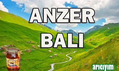 Anzer Balı Nedir, Faydaları Nelerdir