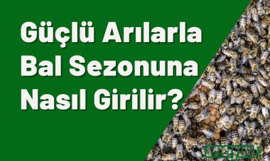 Güçlü Arılar ile Bal Sezonuna Girmek için Püf Noktalar