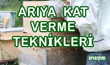 Arıya Kat Verme Nasıl Yapılır?