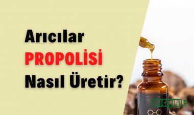 Propolis Nedir, Nasıl Üretilir?