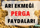 Arı Ekmeği (Perga) Nedir? Faydaları, Kullanımı ve Merak Edilenler